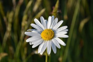 ZIESOO Systemisch Waarnemen`1